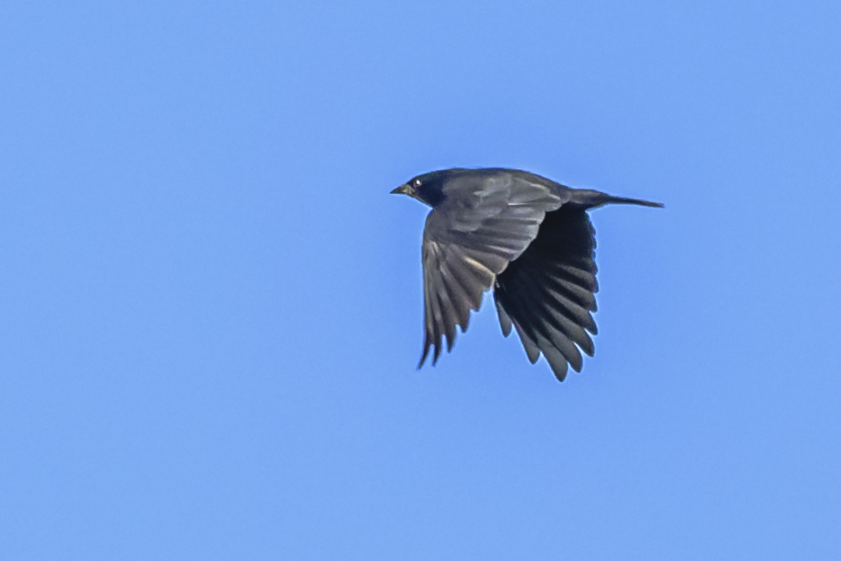 Chopi Blackbird - Amed Hernández