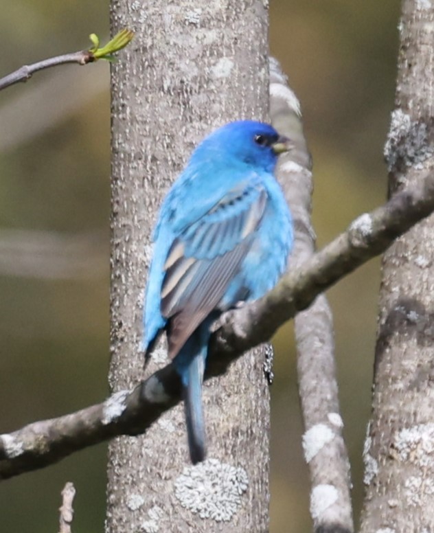 Indigo Bunting - ML618452254