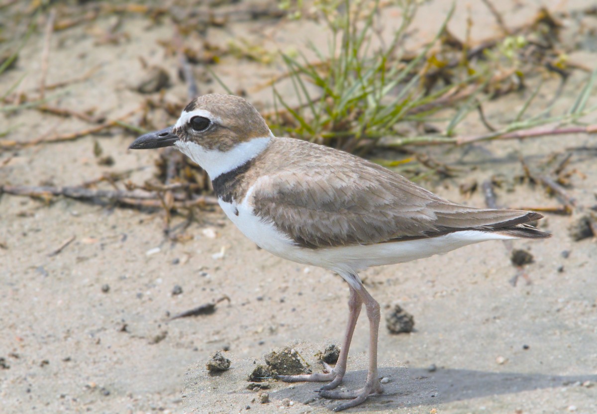 Wilson's Plover - ML618452299