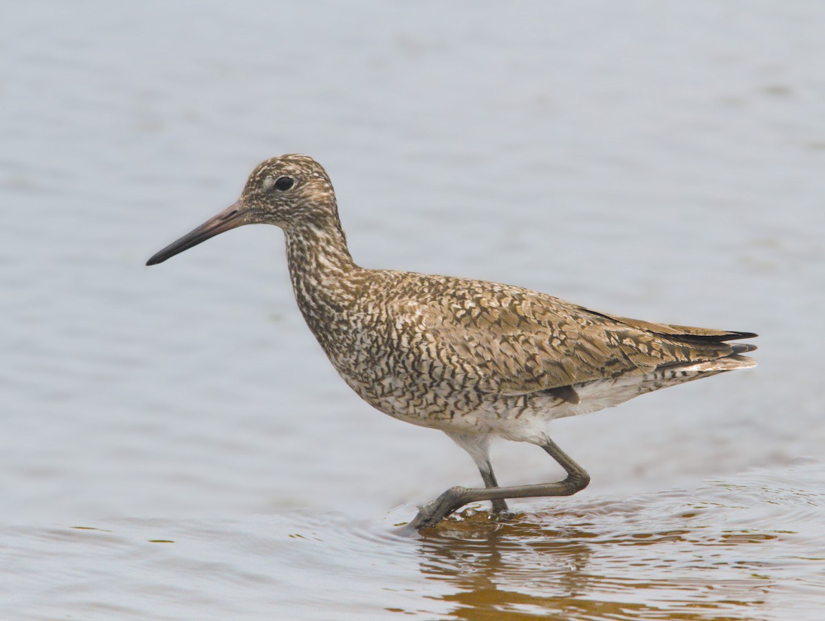 Willet - ML618452308