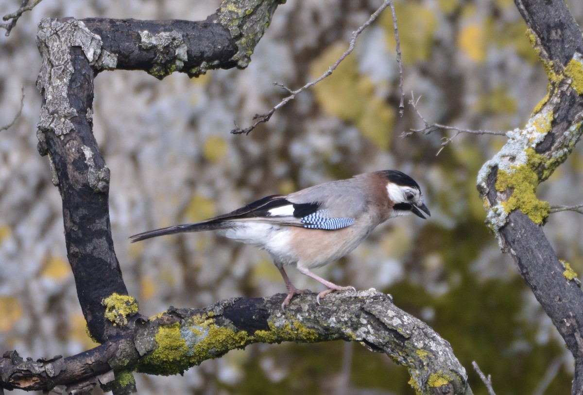 Eurasian Jay (Black-crowned) - ML618452337