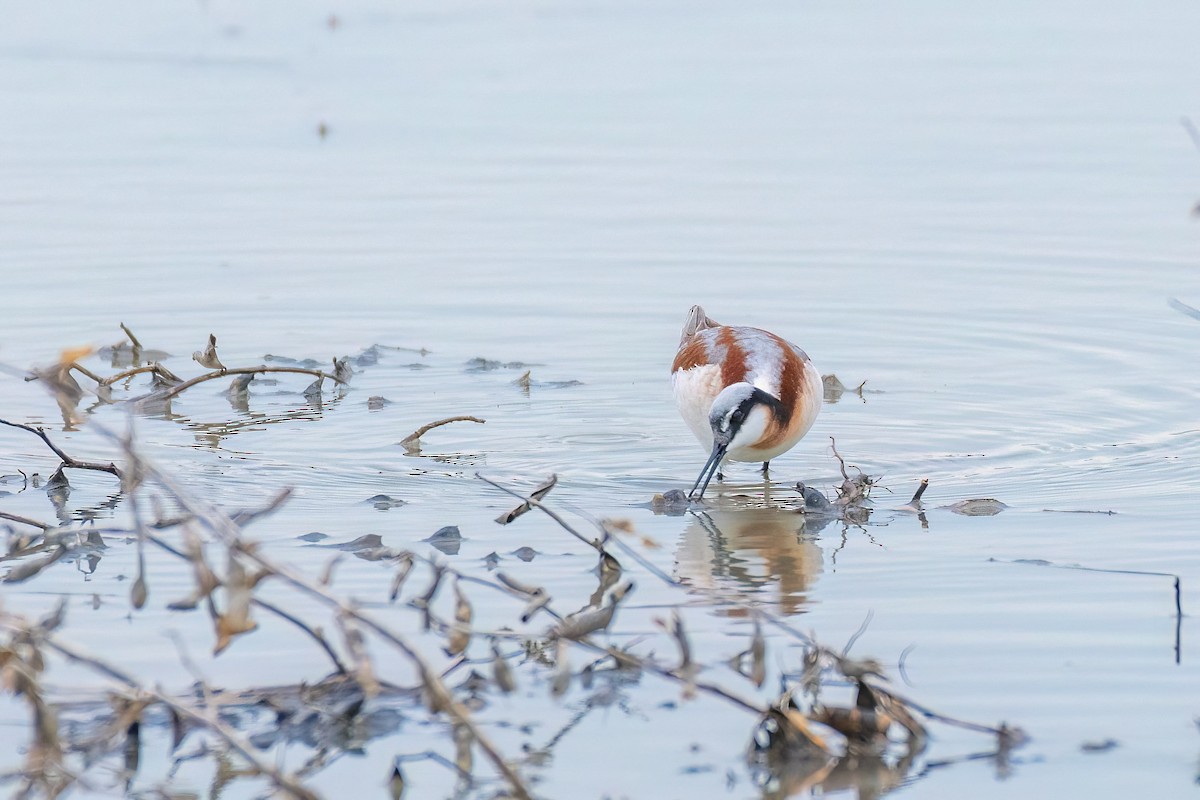 Phalarope de Wilson - ML618452341