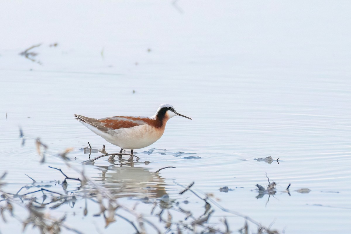 Wilson's Phalarope - ML618452342