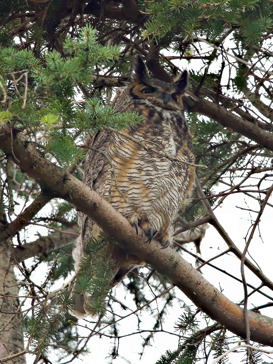 Great Horned Owl - ML618452355