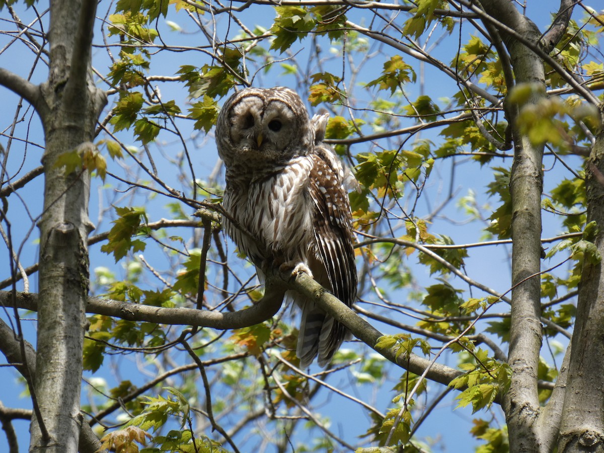 Barred Owl - ML618452382