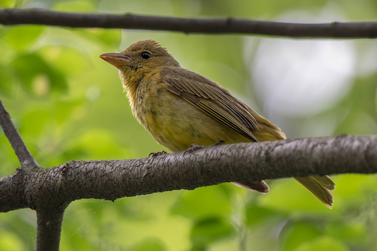 Summer Tanager - ML618452409