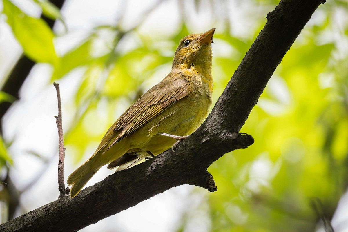 Summer Tanager - ML618452410