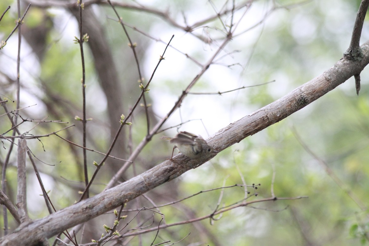 Ruby-crowned/Golden-crowned Kinglet - ML618452430