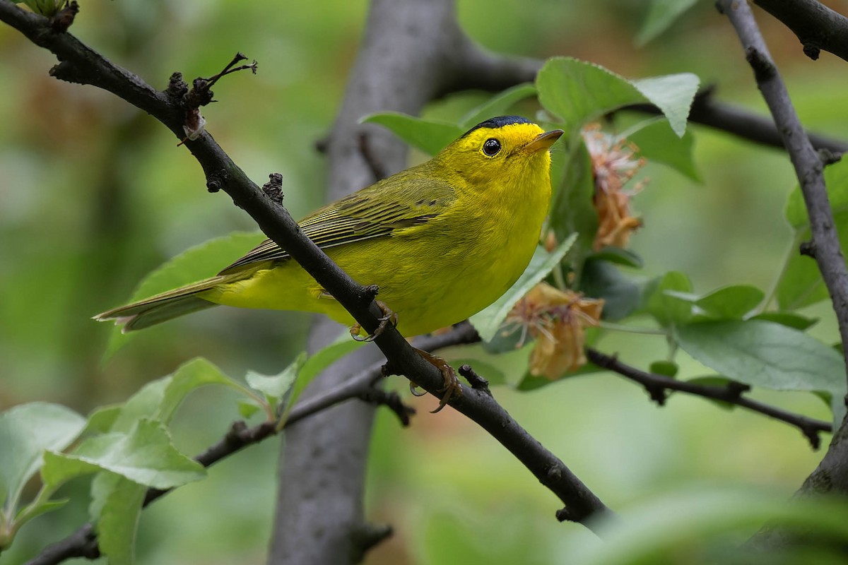 Wilson's Warbler - ML618452484