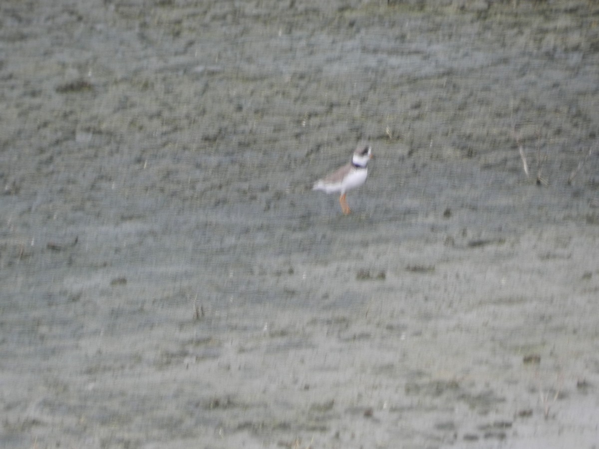 Semipalmated Plover - ML618452485