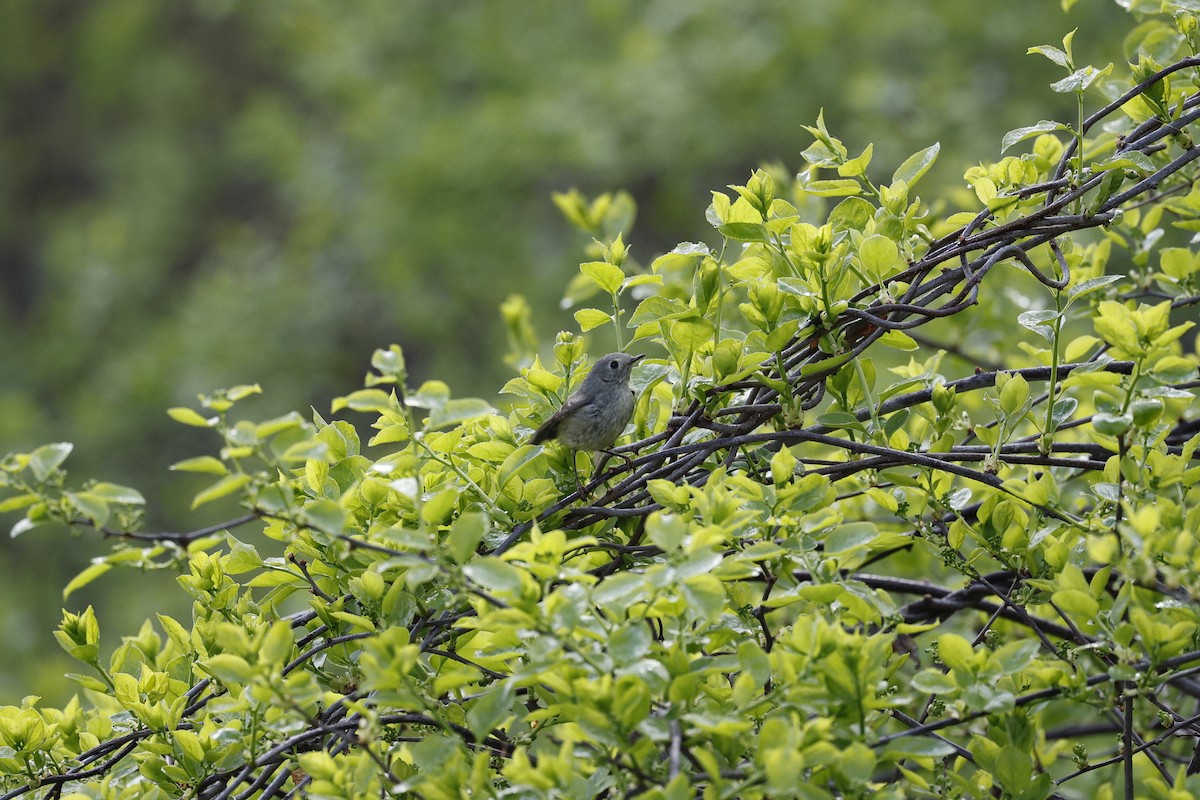 Ruby-crowned Kinglet - ML618452501