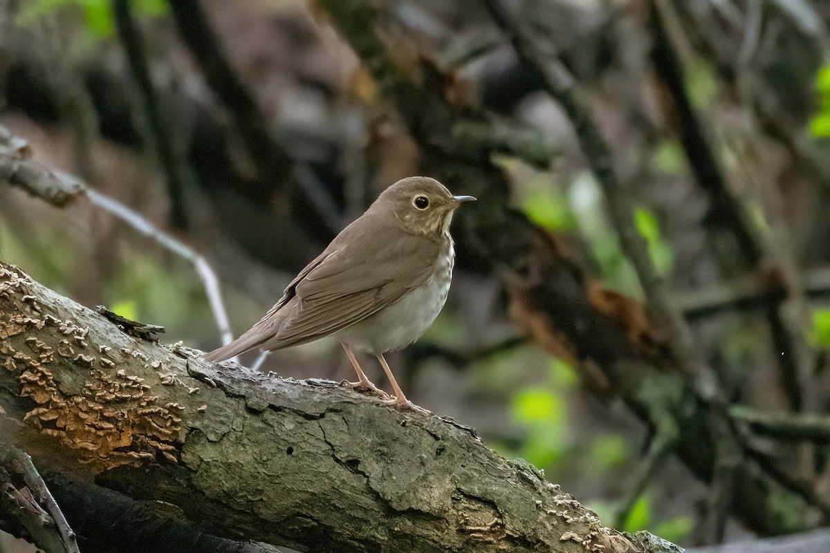 Swainson's Thrush - ML618452506