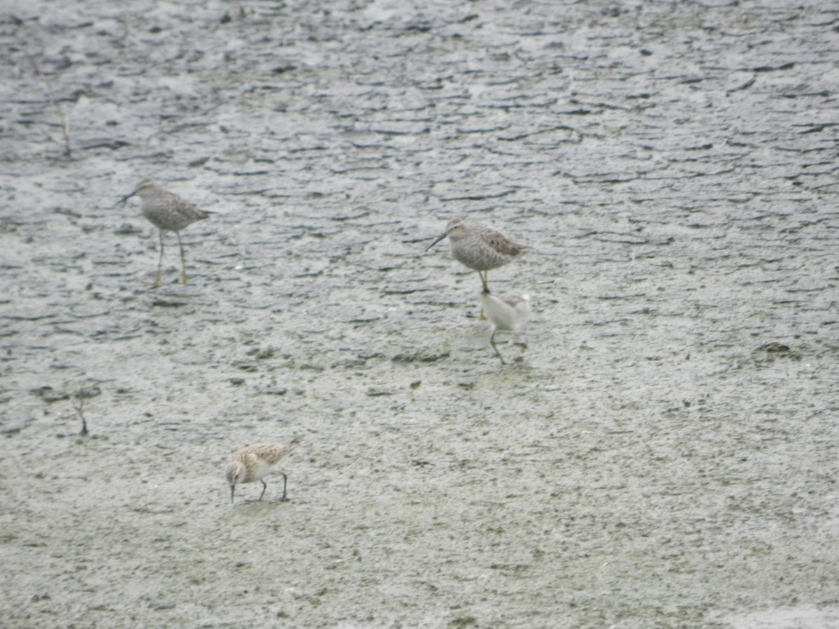 Stilt Sandpiper - Rhandy Helton