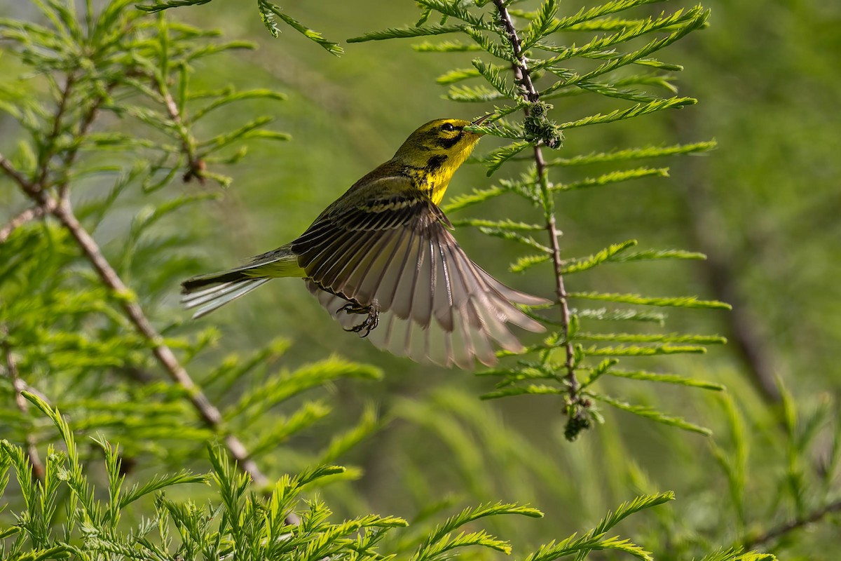 Prairie Warbler - ML618452526