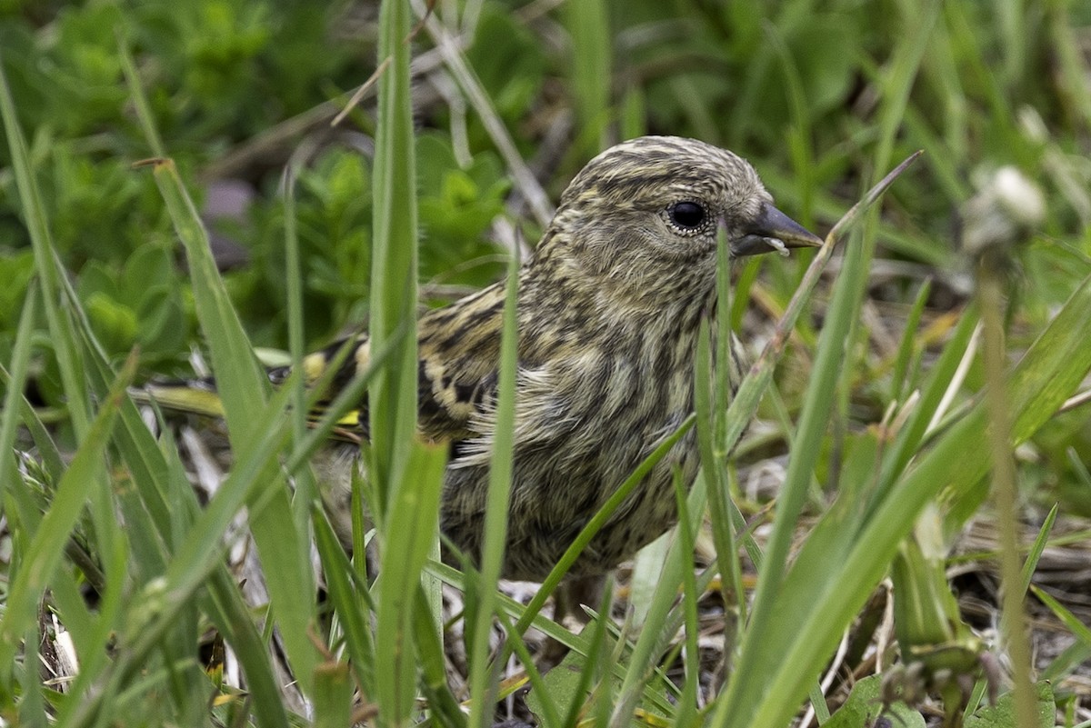 Pine Siskin - ML618452552