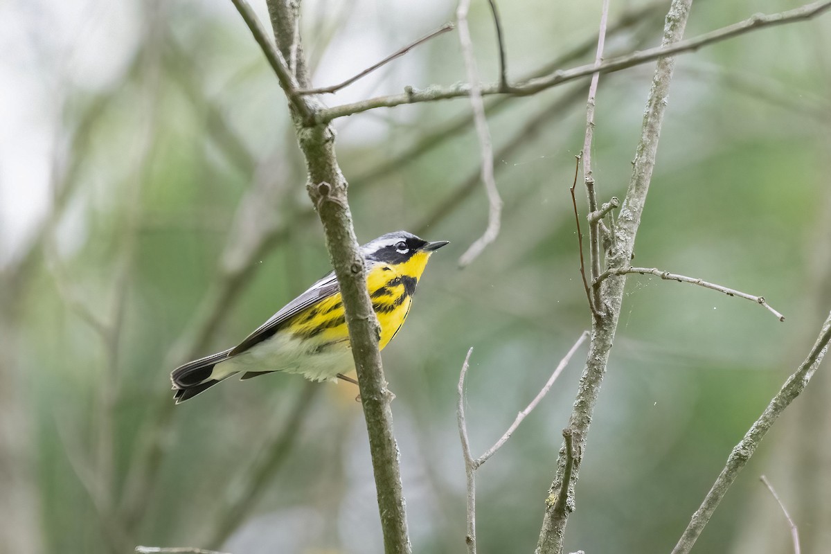 Magnolia Warbler - ML618452561