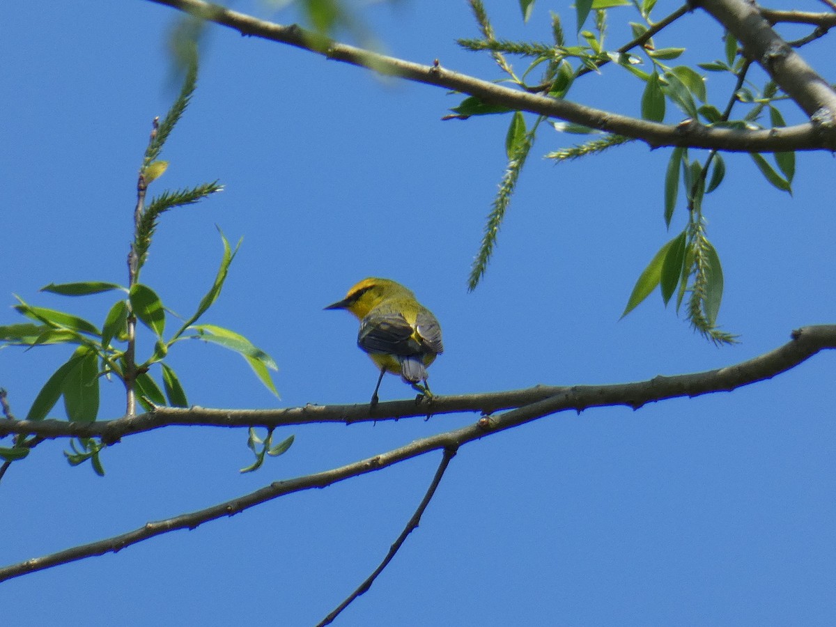 Blue-winged Warbler - ML618452586