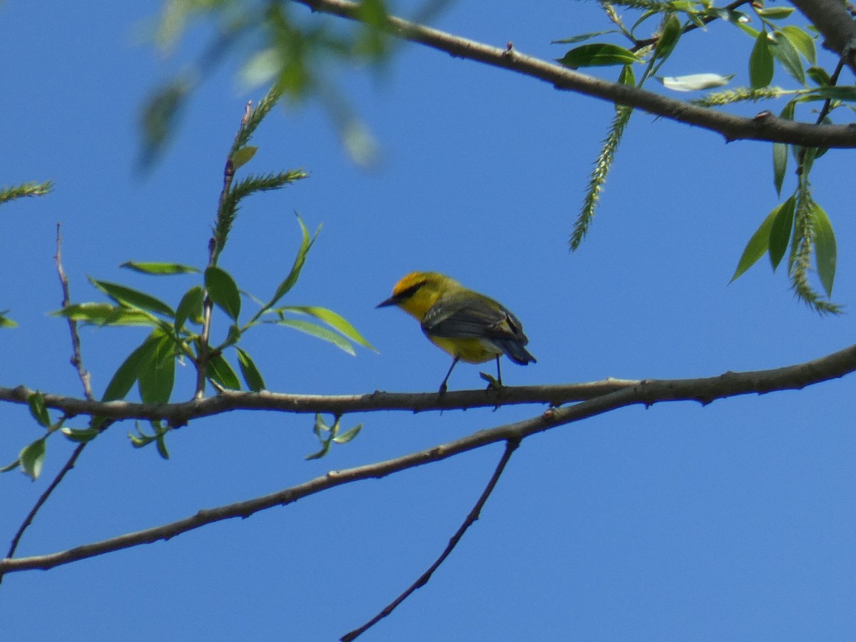 Blue-winged Warbler - ML618452587