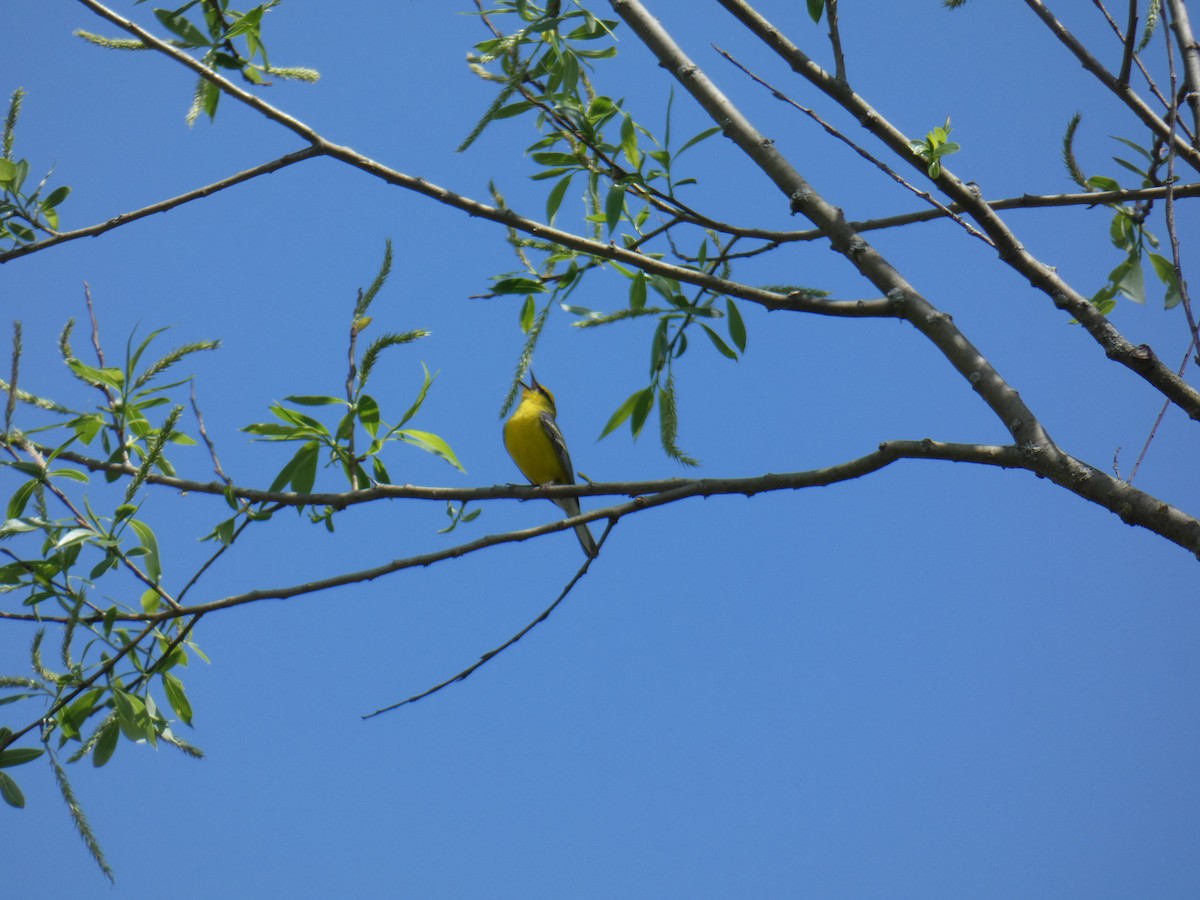 Blue-winged Warbler - ML618452590