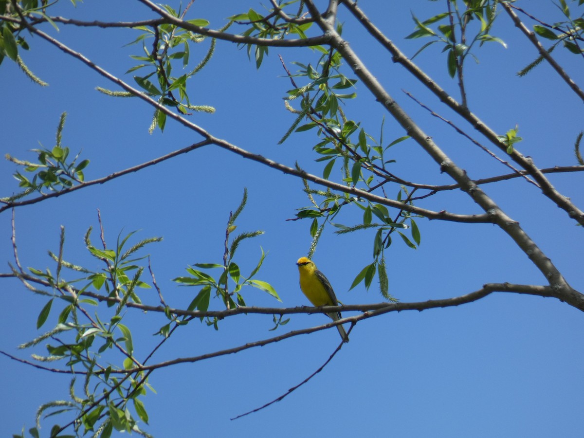 Blue-winged Warbler - ML618452591