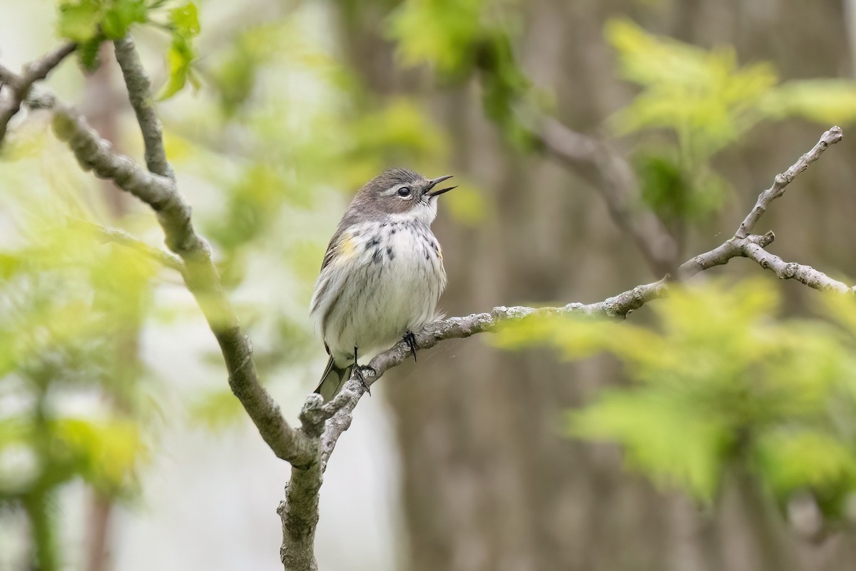 Yellow-rumped Warbler - ML618452599