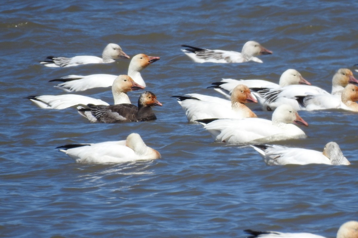 Snow x Ross's Goose (hybrid) - ML618452602