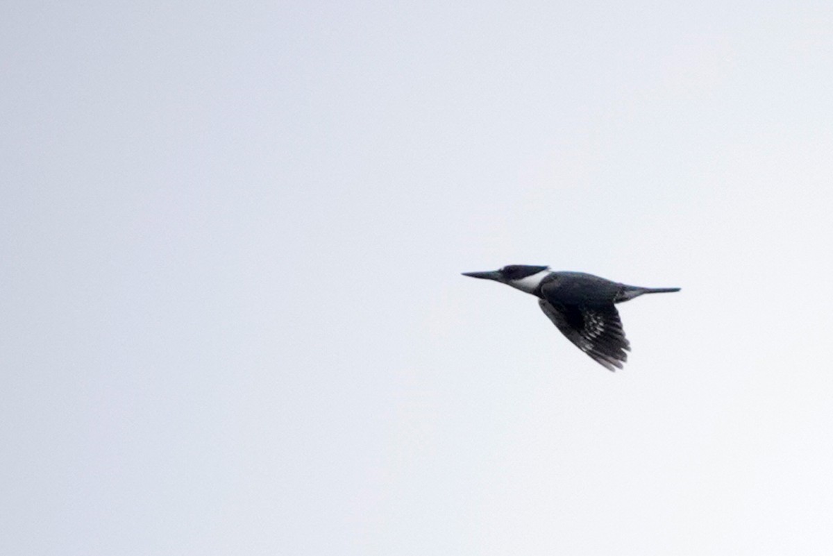 Belted Kingfisher - ML618452754
