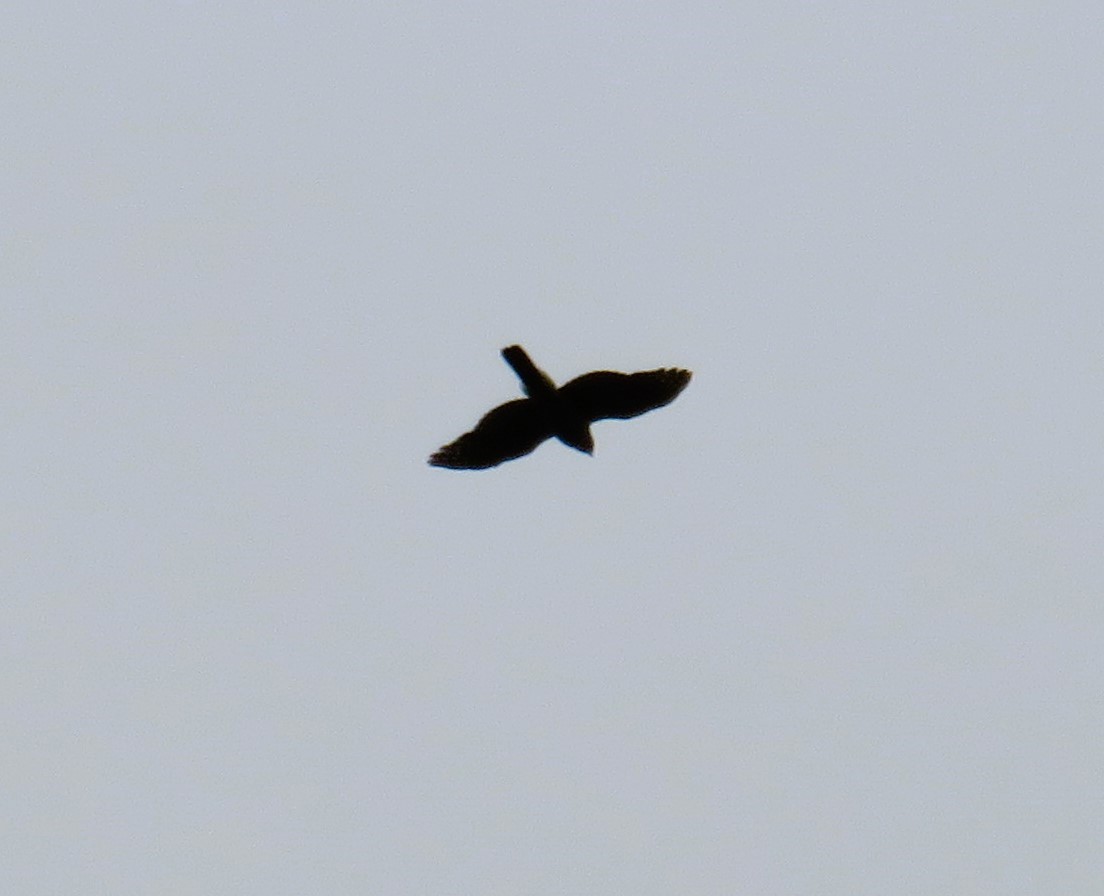 tanımsız Accipiter sp. - ML618452772