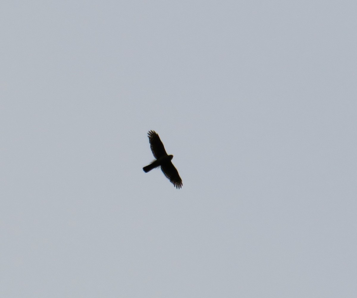 Accipiter sp. - John Haas