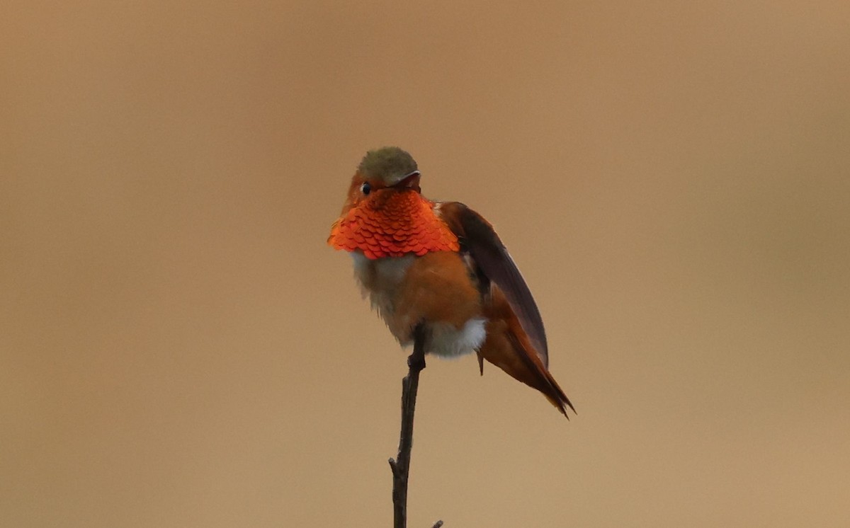 Colibrí de Allen - ML618452793