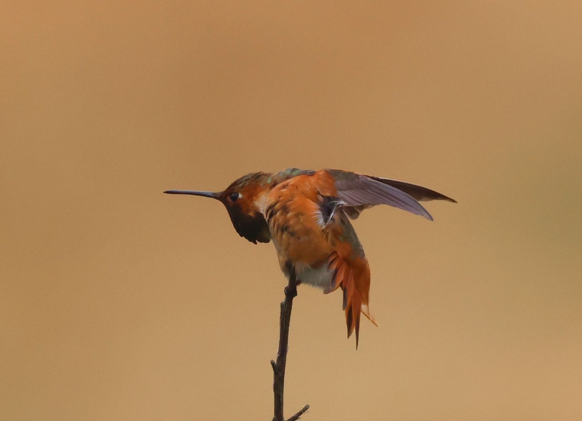 Colibrí de Allen - ML618452794