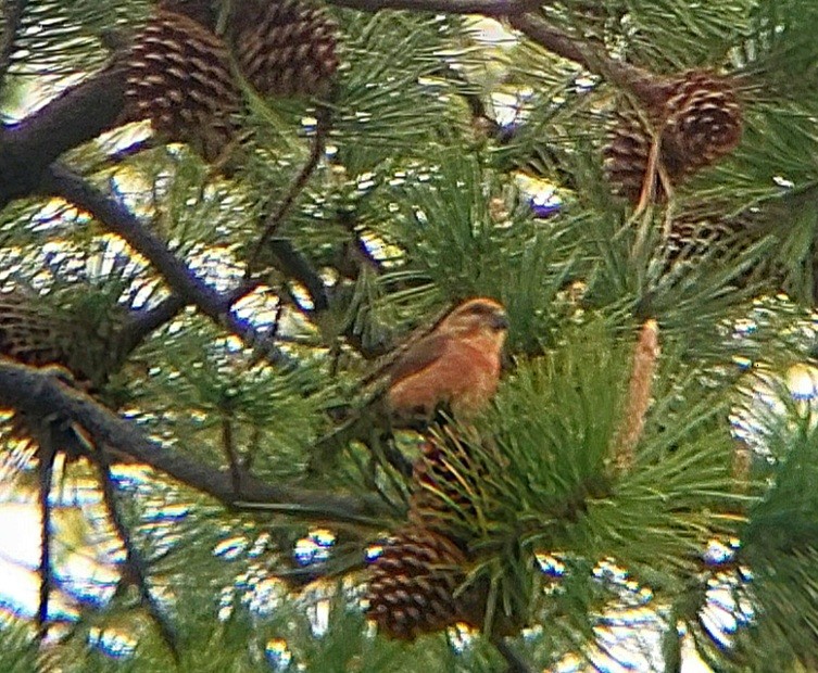 Red Crossbill (Douglas-fir or type 4) - ML618452814