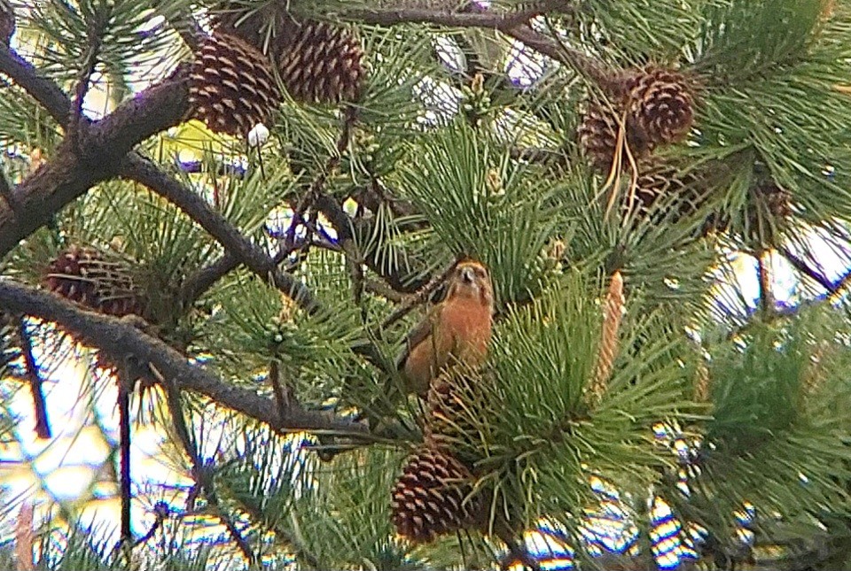 Red Crossbill (Douglas-fir or type 4) - ML618452815