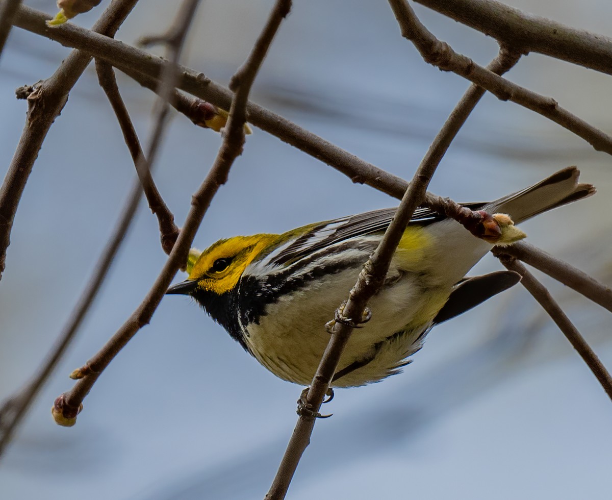 Black-throated Green Warbler - ML618452833