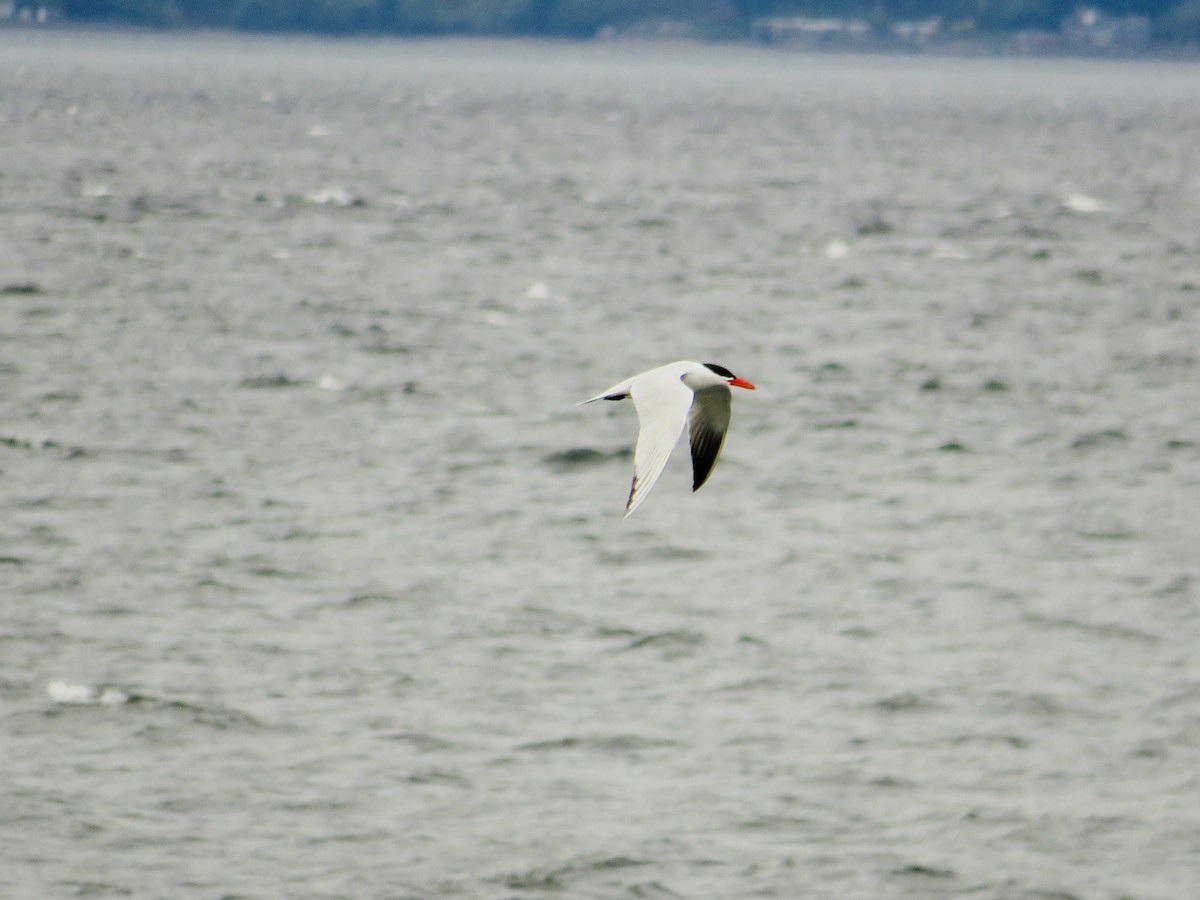 Caspian Tern - C & A Lloyd