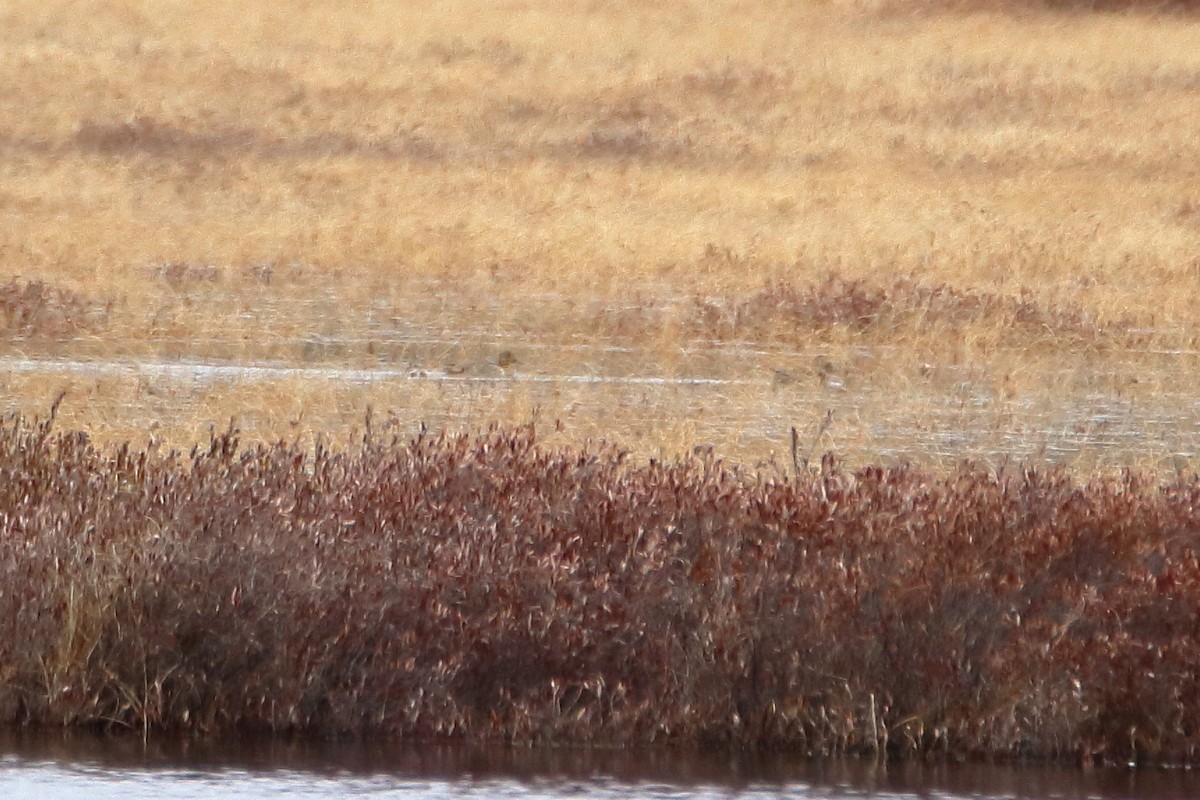 Чирянка мала (підвид carolinensis) - ML618452871