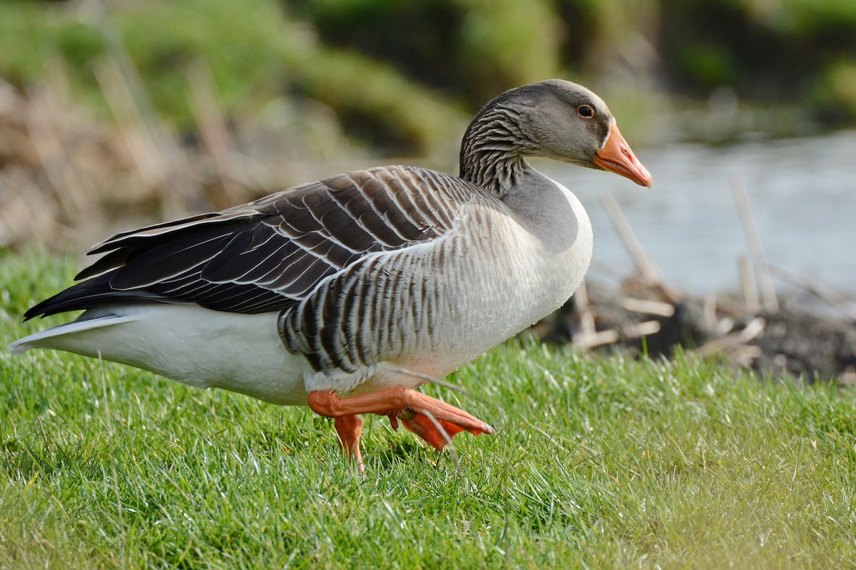 Graylag Goose (European) - ML618452902