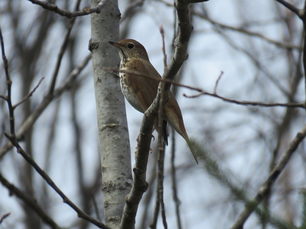 Hermit Thrush - ML618452905