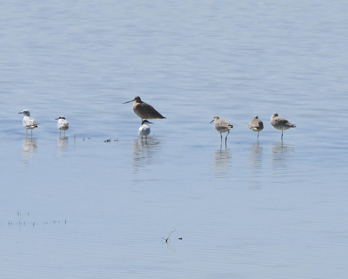 Marbled Godwit - ML618452923