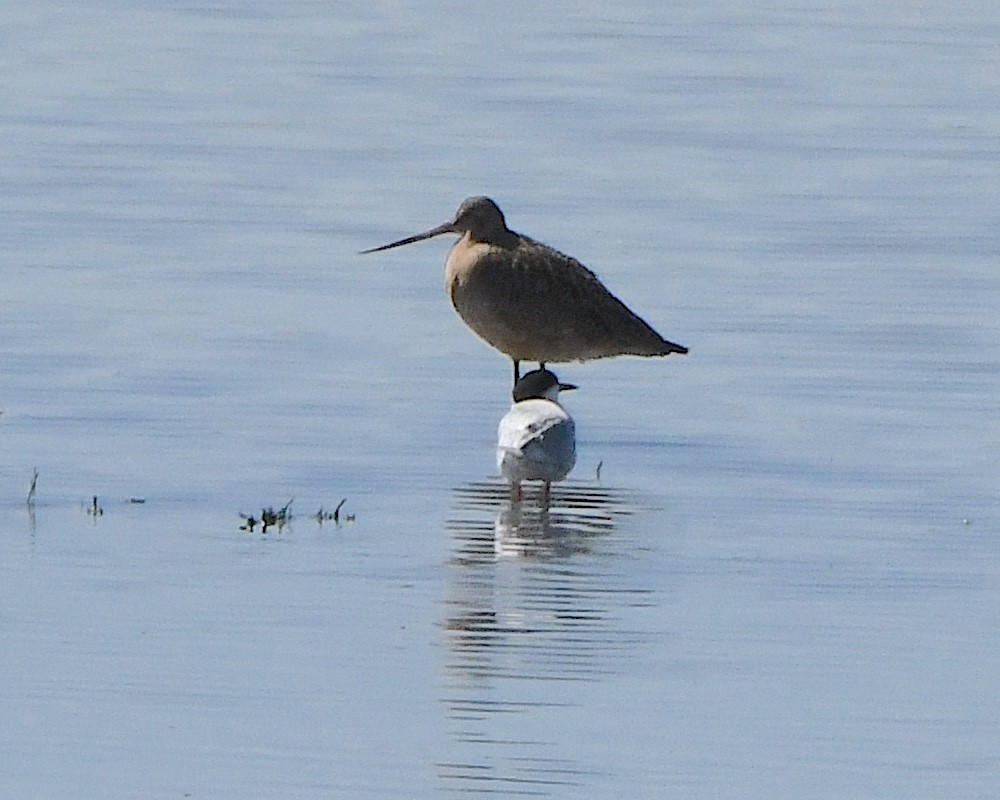 Marbled Godwit - ML618453036