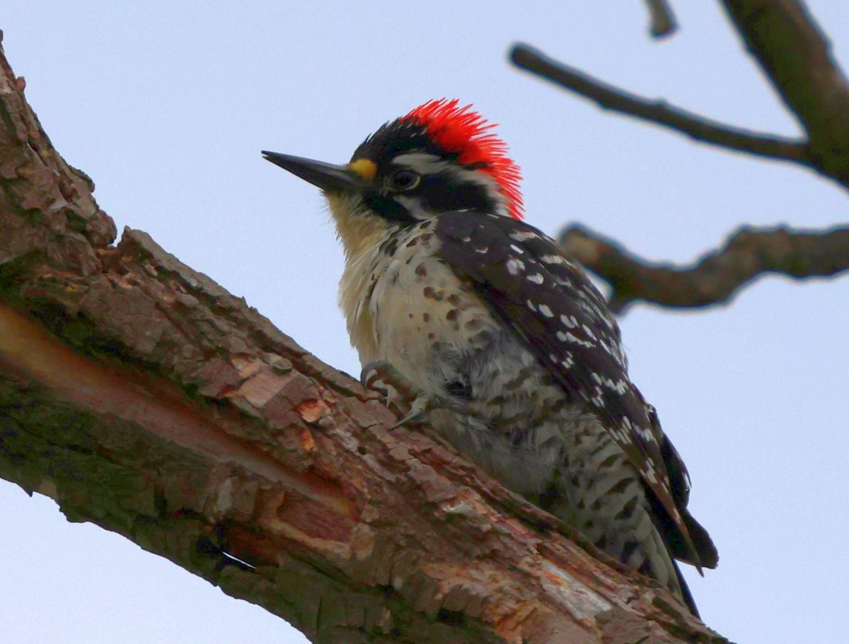 Nuttall's Woodpecker - ML618453077