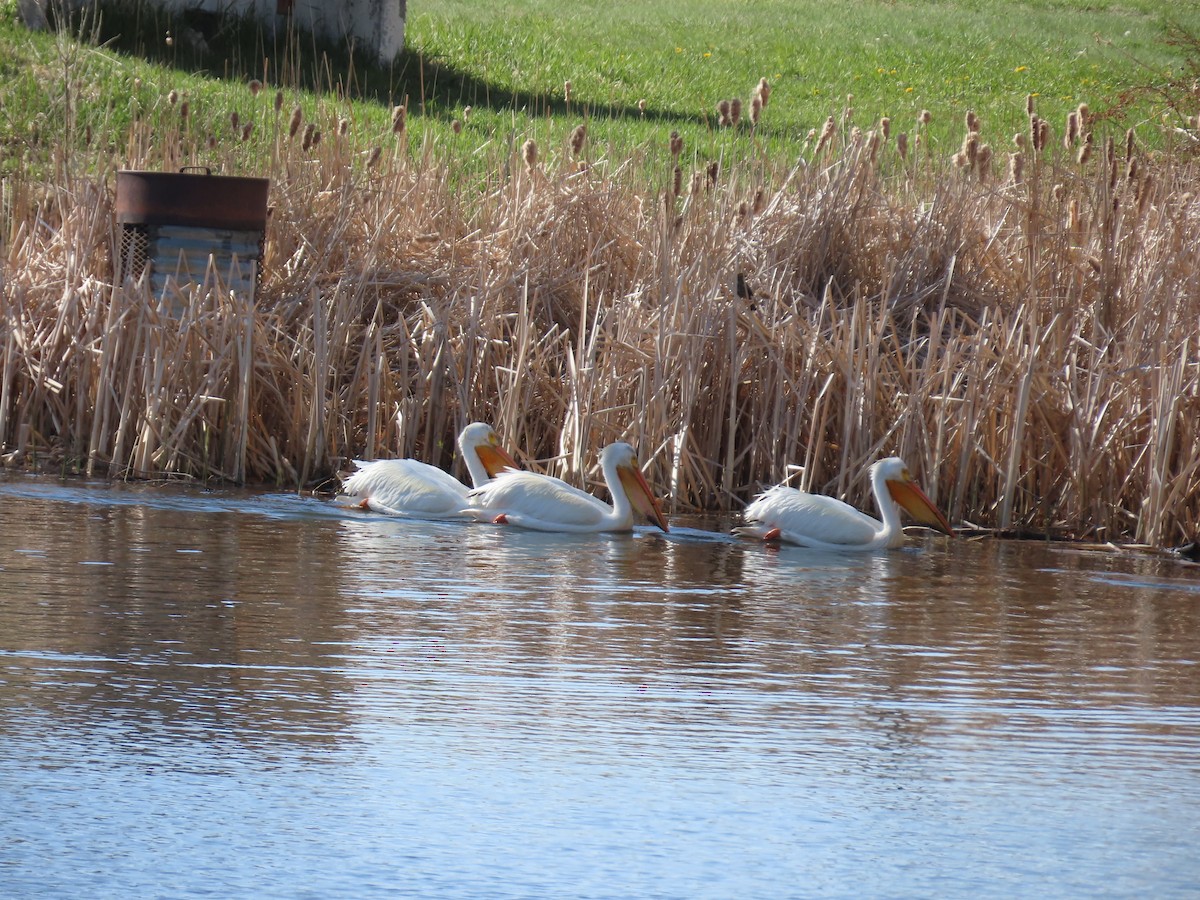 American White Pelican - ML618453084