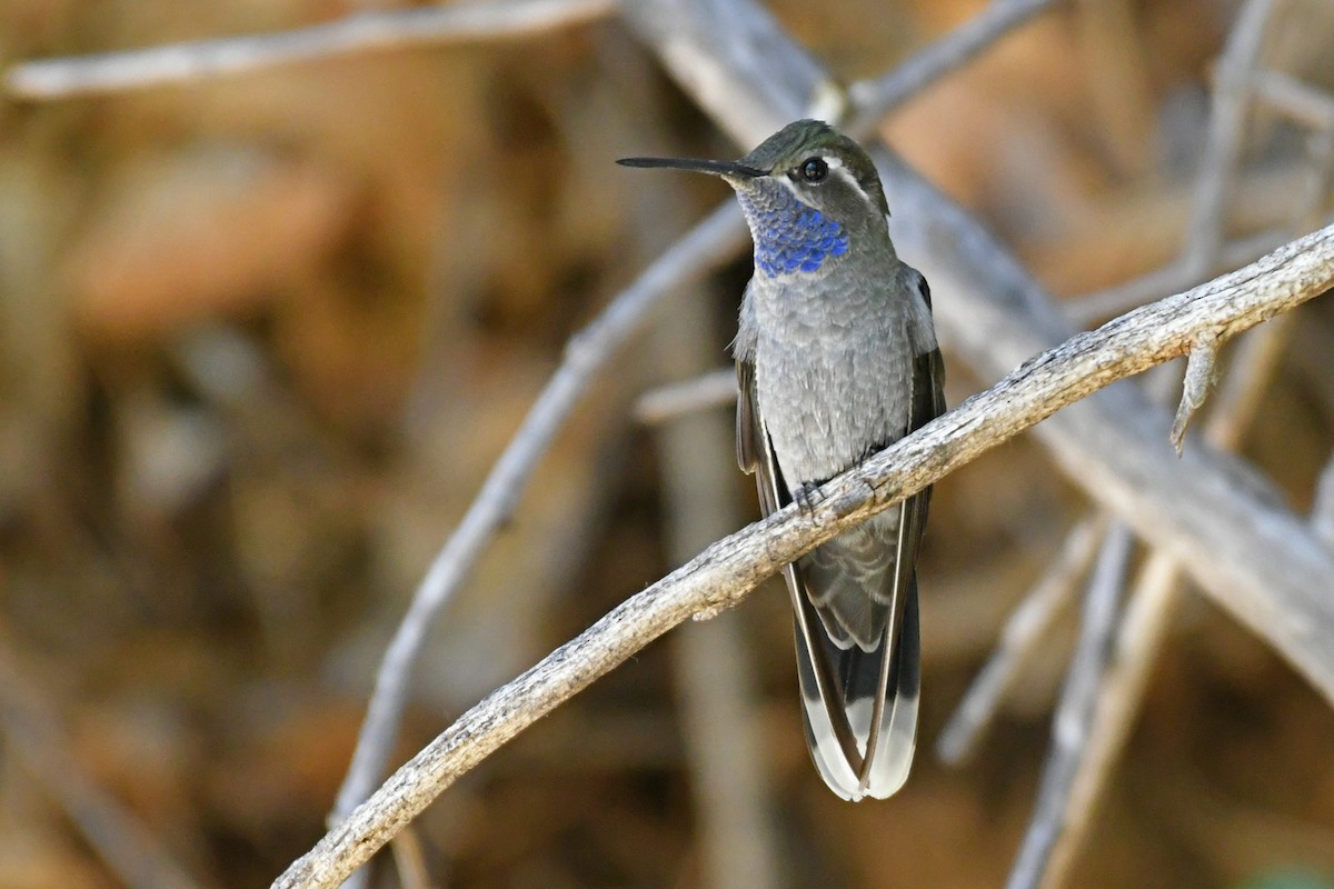 Colibri à gorge bleue - ML618453096