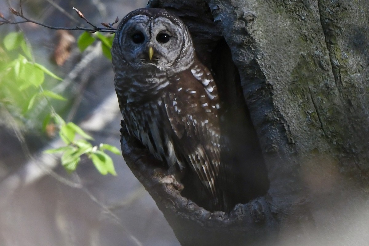 Barred Owl - ML618453099