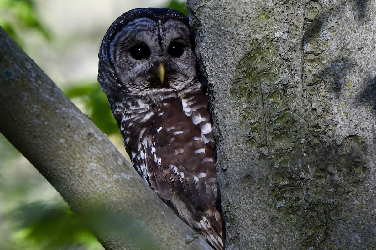 Barred Owl - ML618453100