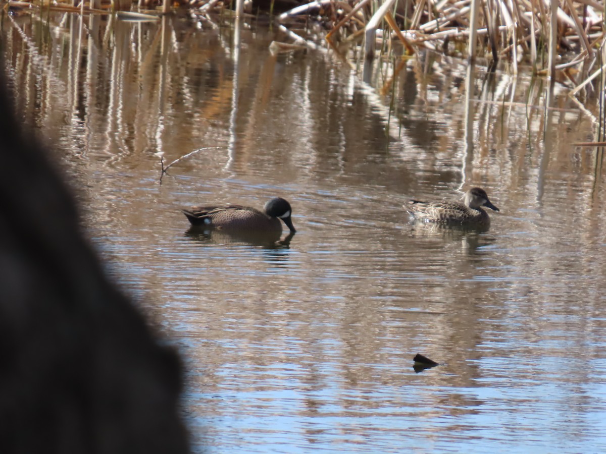 Blue-winged Teal - ML618453131