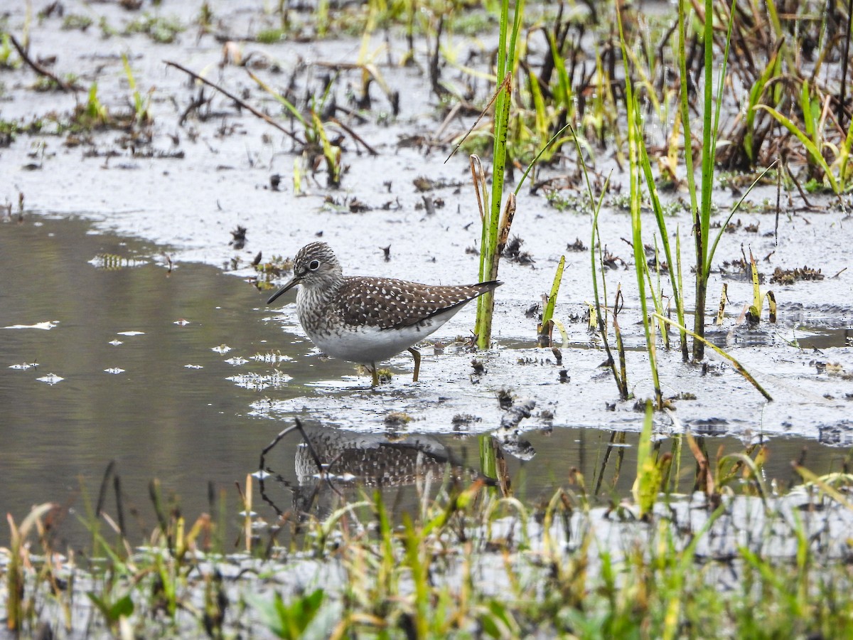 Solitary Sandpiper - Samuel Burckhardt