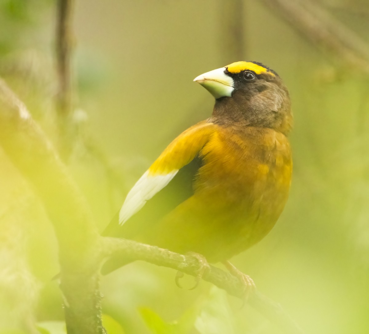 Evening Grosbeak - ML618453146