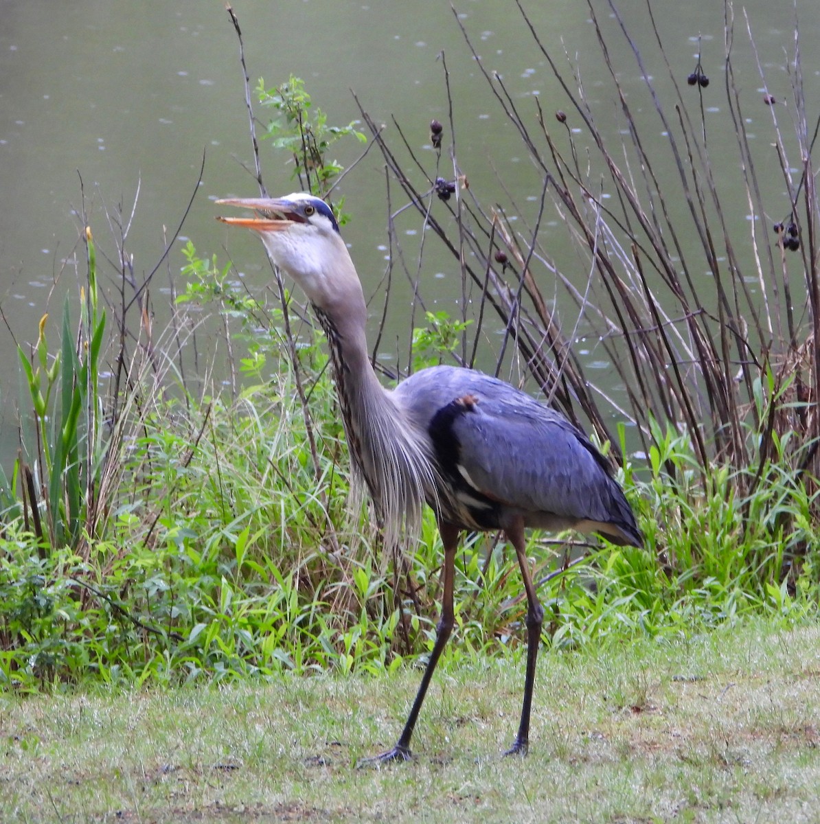 Great Blue Heron - ML618453197