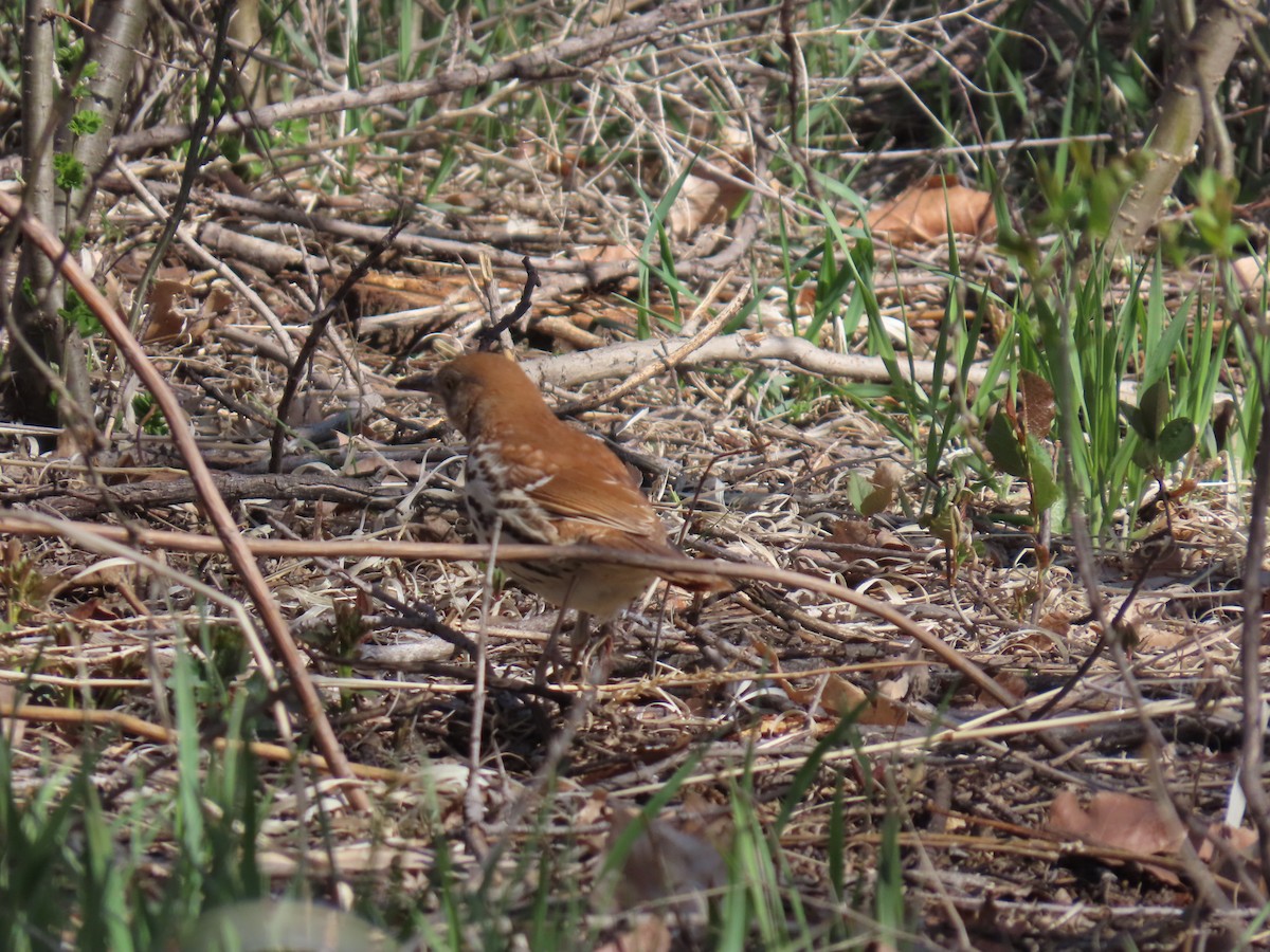 Brown Thrasher - ML618453214